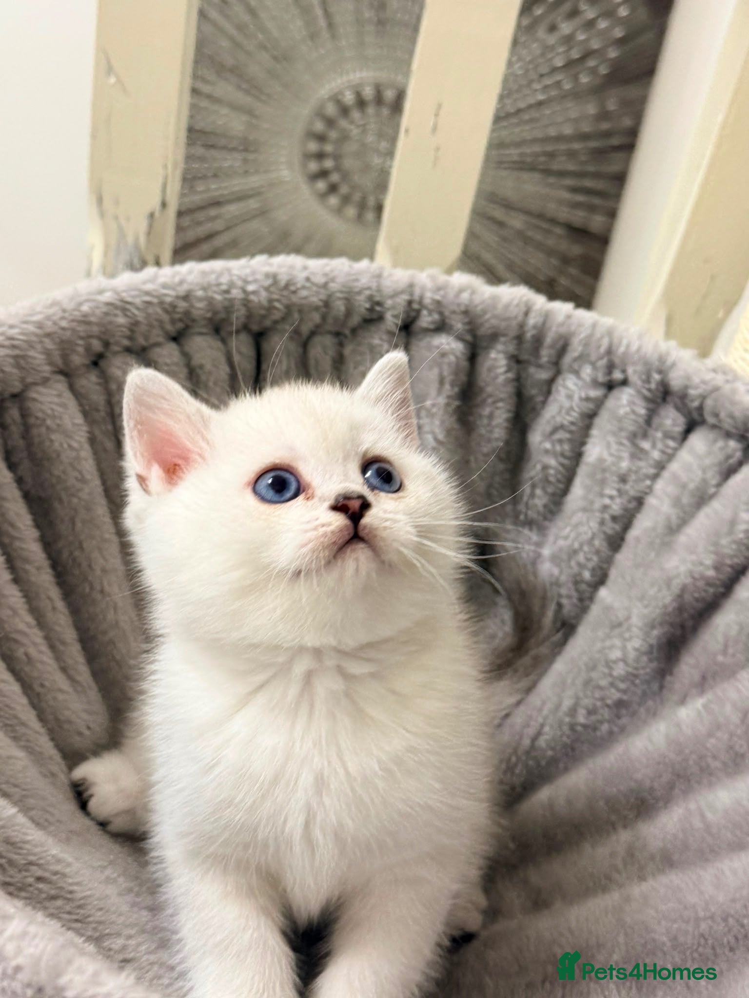 British Shorthair cats Rare Silver British Shorthair Chinchilla Kittens - Advert 3
