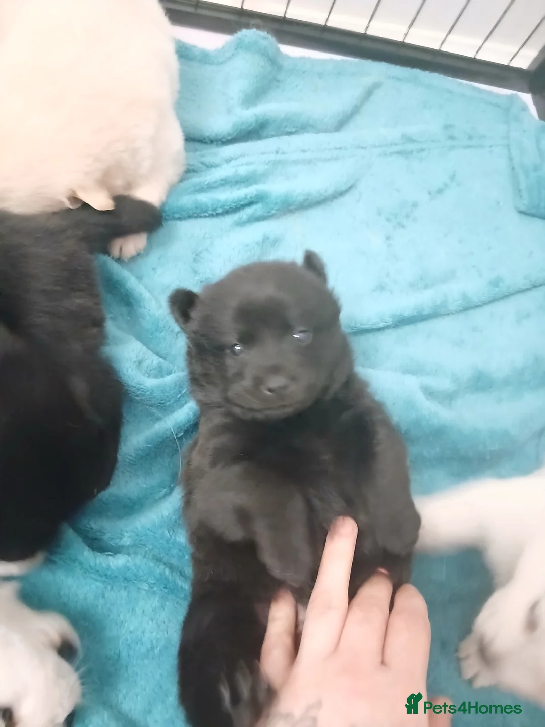 Mixed Breed dogs for sale: 5 stunning hybrid chowskis pups - Advert 10