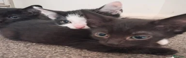Tiny