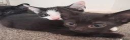 Mixed Breed cats for sale: Beautiful loving kittens for sale  - Advert 6