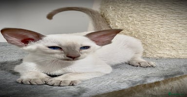 Siamese cats - Advert 14