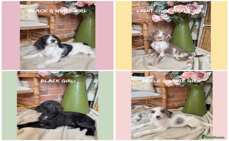 Mixed Breed dogs in Rhayader - Advert 2
