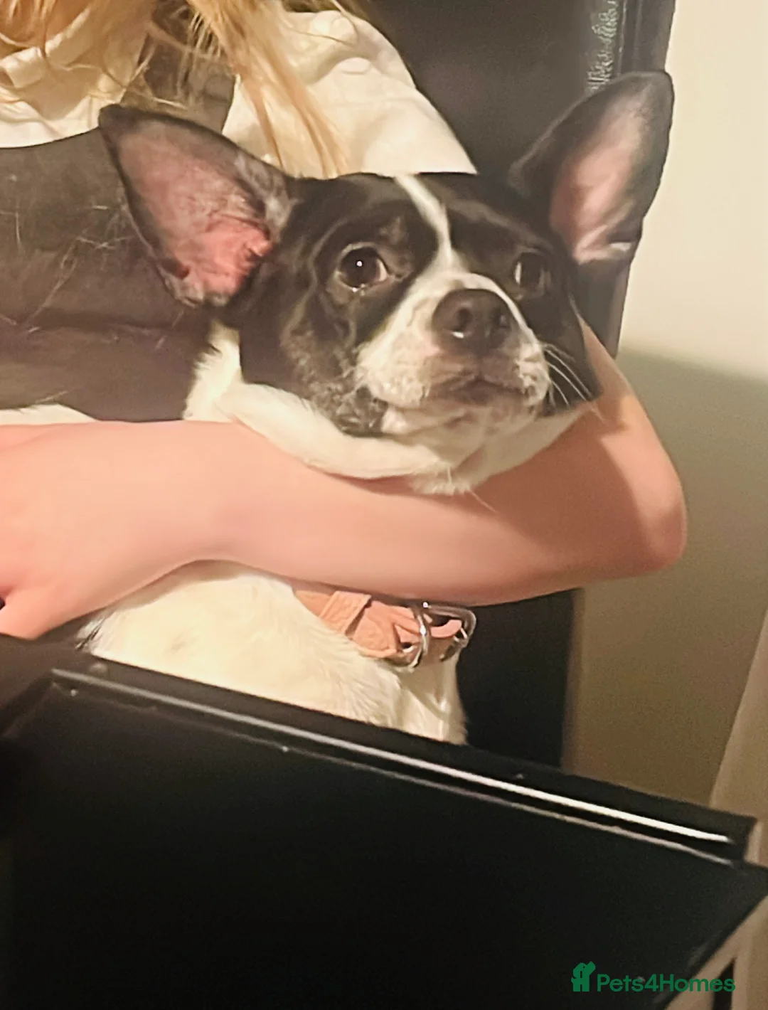 Mixed Breed dogs for sale: Female chihuahua mix in Runcorn - Advert 2