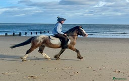 Appaloosa horses for sale: Angelic allrounder  - Image 2
