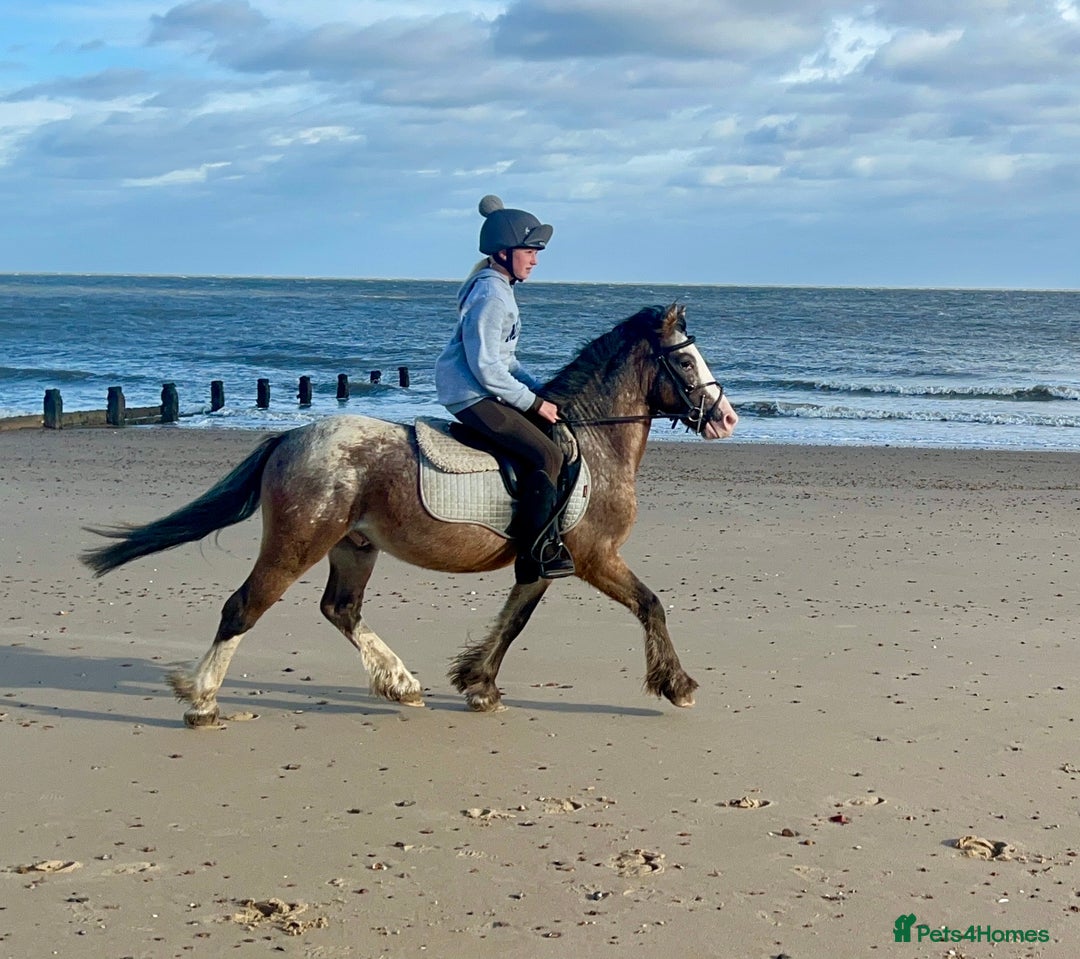 Appaloosa horses for sale: Angelic allrounder  - Image 2
