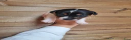 Jack Russell dogs for sale: Jack Russell litter - Advert 6