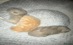 Scottish Fold cats for sale: 3 Adorable Scottish Fold Kittens🩷💙🩷 - Image 8