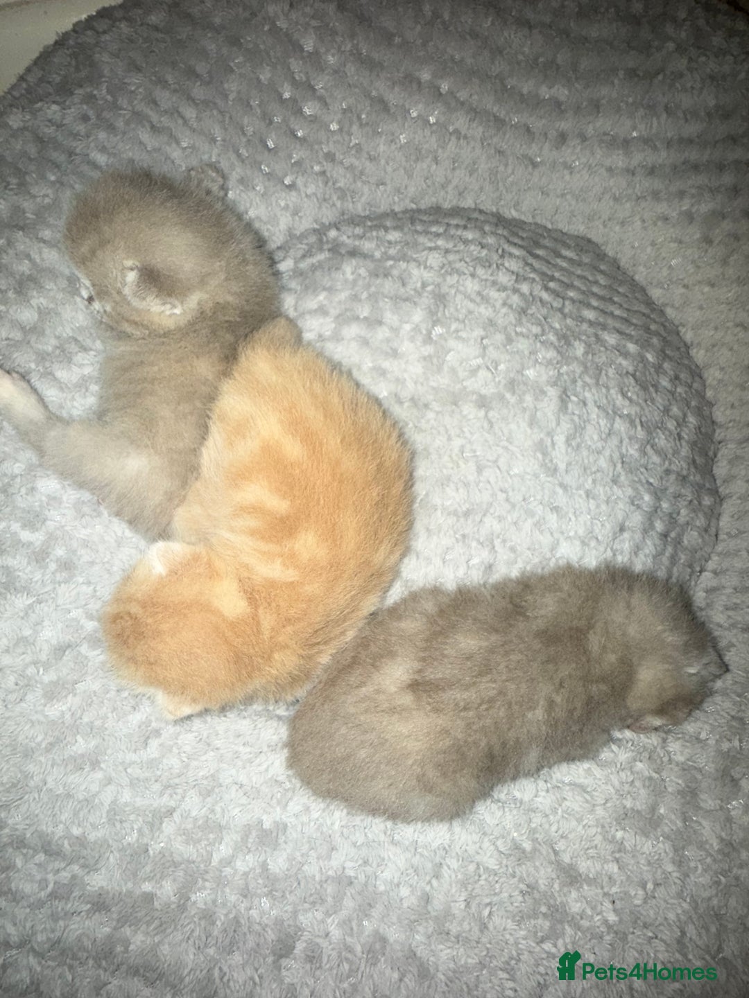 Scottish Fold cats for sale: 3 Adorable Scottish Fold Kittens🩷💙🩷 - Image 8