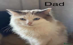Ragdoll cats for sale: 2 Ragdoll Cross Kittens. Ready Now - Image 5