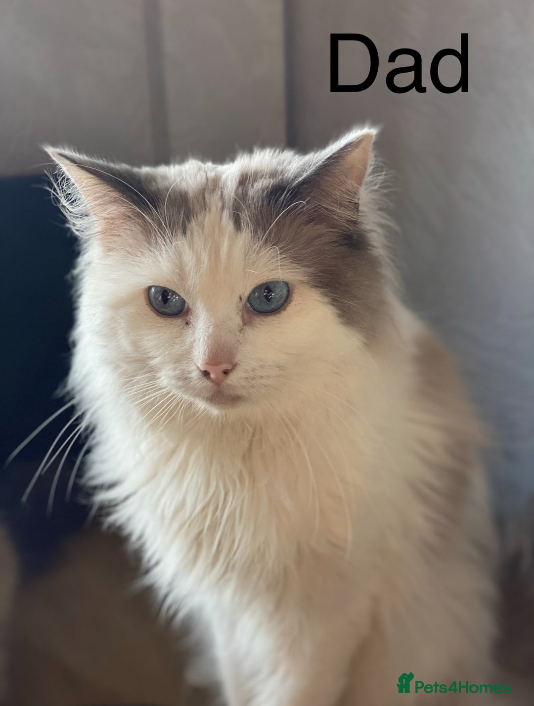 Ragdoll cats for sale: 2 Ragdoll Cross Kittens. Ready Now - Image 5