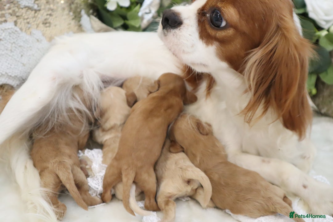Cavapoo dogs for sale: *HEALTH TESTED* CAVAPOO PUPPIES - Image 23