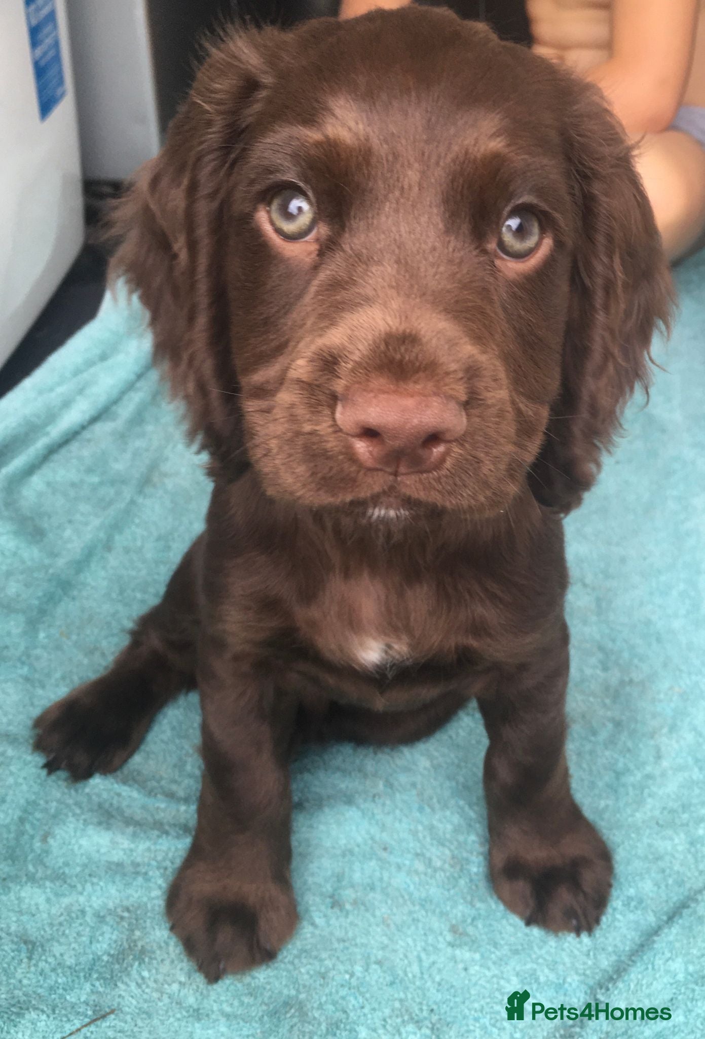 Cocker Spaniel dogs *READY NOW* 1 BOY-KC Reg working cocker Spaniel - Advert 3