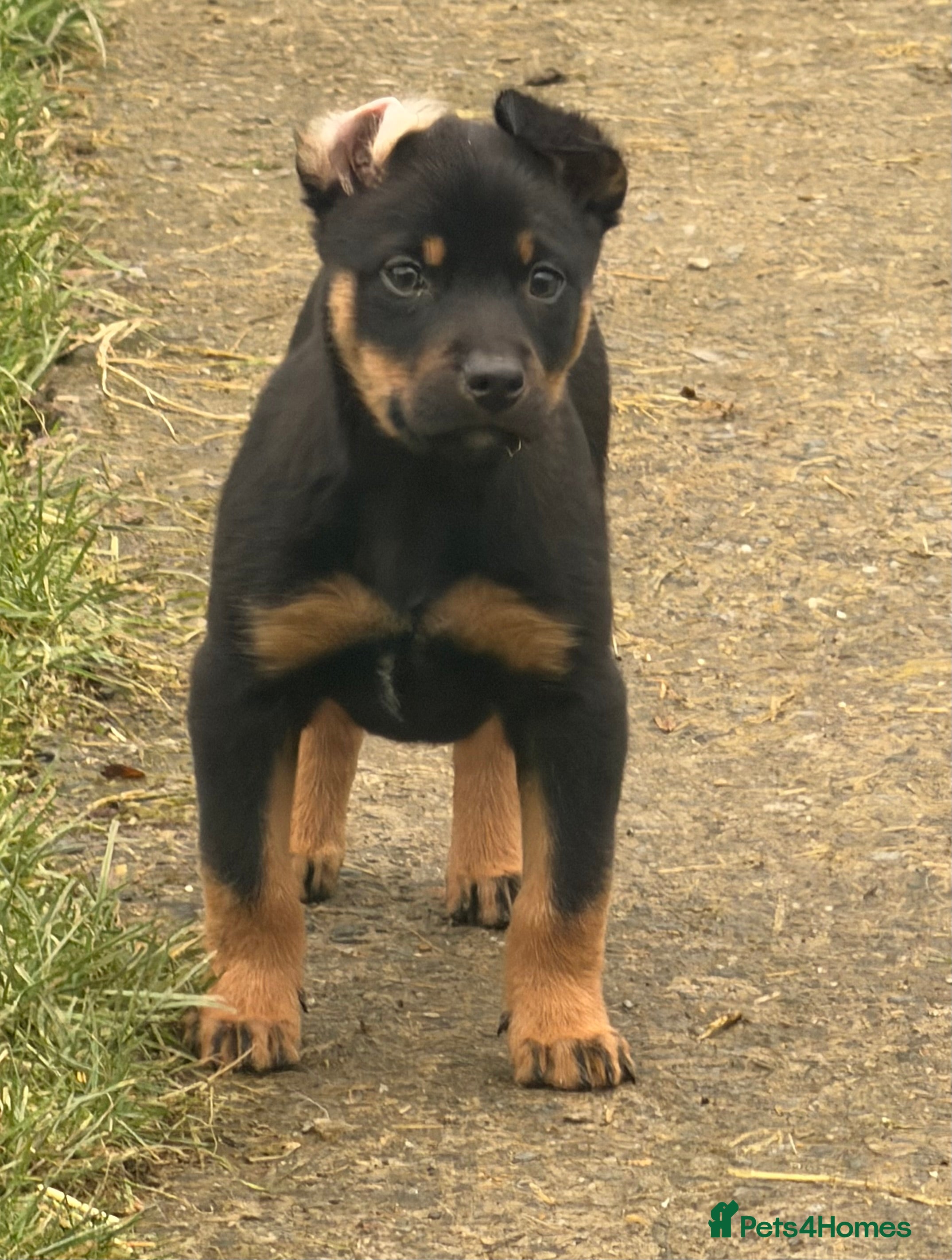 Mixed Breed dogs kelpie/blue heelers - Advert 5