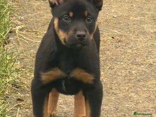 Mixed Breed dogs kelpie/blue heelers - Advert 5