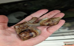 Snails invertebrates for sale: Young Giant African Land Snails, approx 4cm shell - Image 1