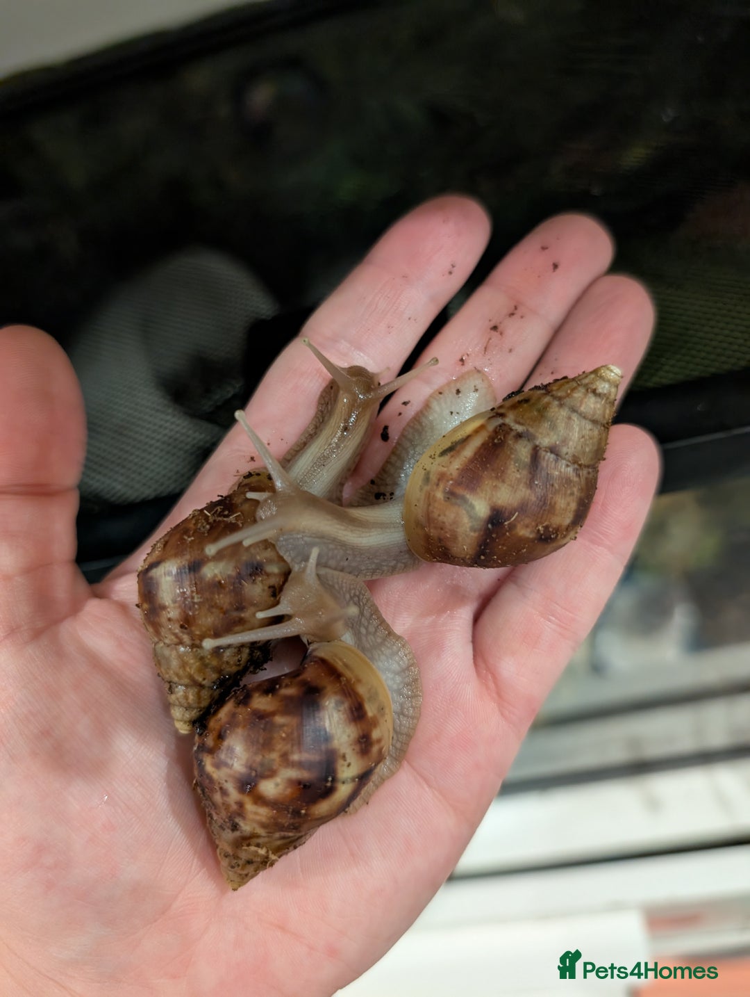 Snails invertebrates for sale: Young Giant African Land Snails, approx 4cm shell - Image 1