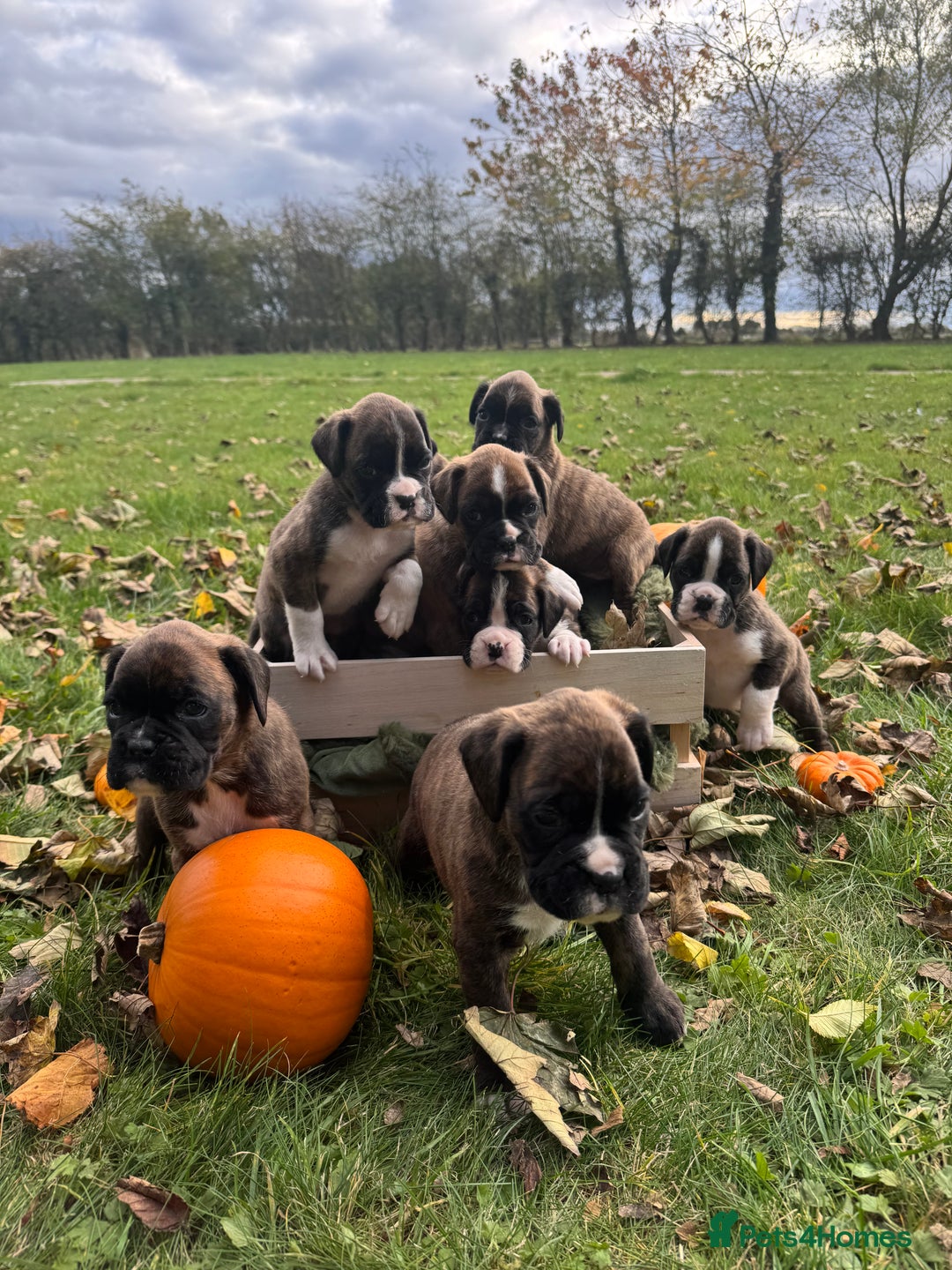 Boxer dogs for sale: ASTONISHING KC REGISTERED BOXER PUPPIES!  - Image 1