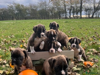 Boxer dogs - Advert 2