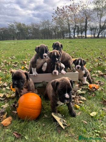 Boxer dogs - Advert 1
