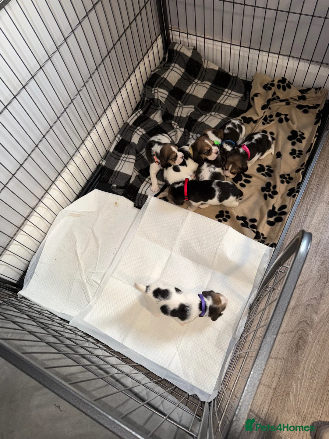 Beagle dogs for sale: Beagle puppies 🐶  in Birkenhead - Advert 29