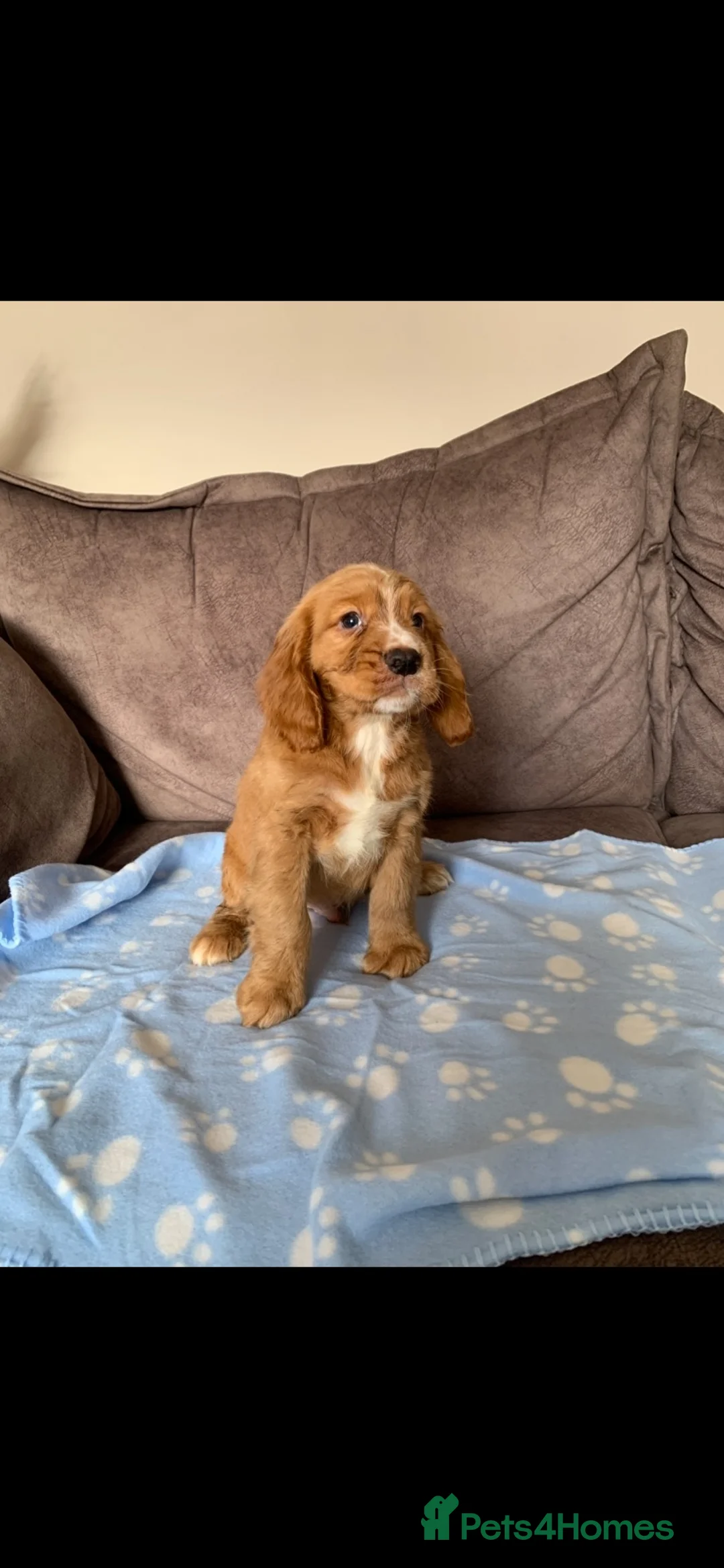 Cocker Spaniel dogs for sale: Working cocker spaniel pups - Advert 1