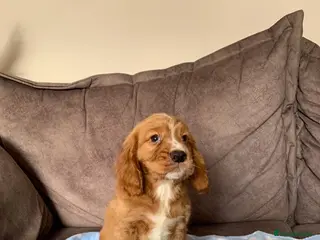 Cocker Spaniel dogs Working cocker spaniel pups - Advert 6
