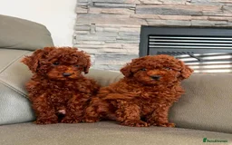 Toy Poodle dogs for sale: Beautiful mini Toy Poodle Puppies - Image 1
