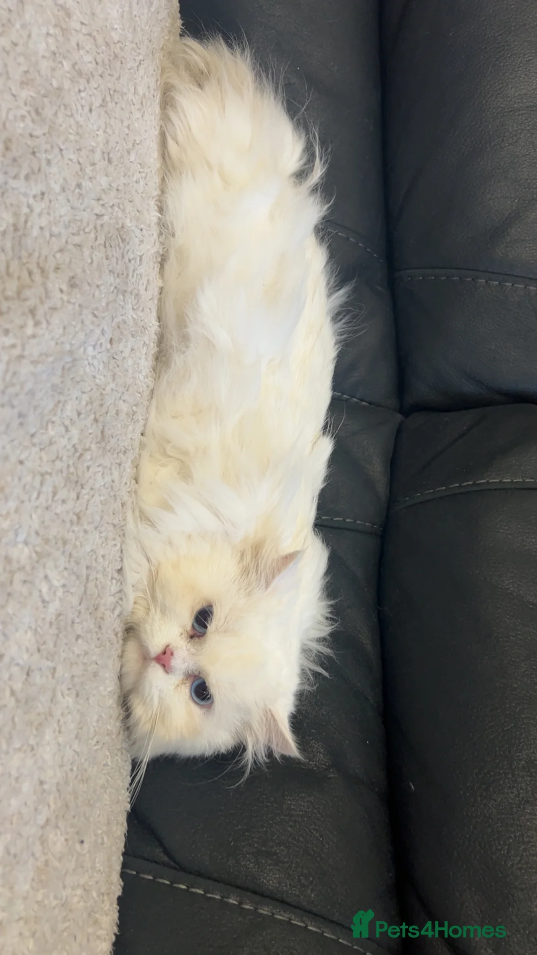 Persian cats for stud: Stunning blue eye very fluffy persion stud only - Advert 2