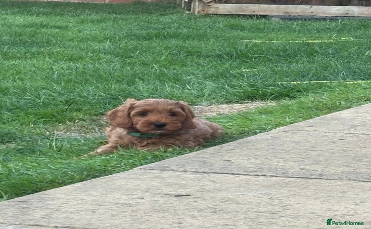 Cockapoo dogs - Advert 11