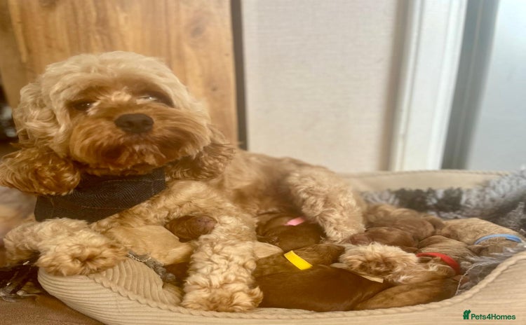 Cavapoo dogs - Advert 1
