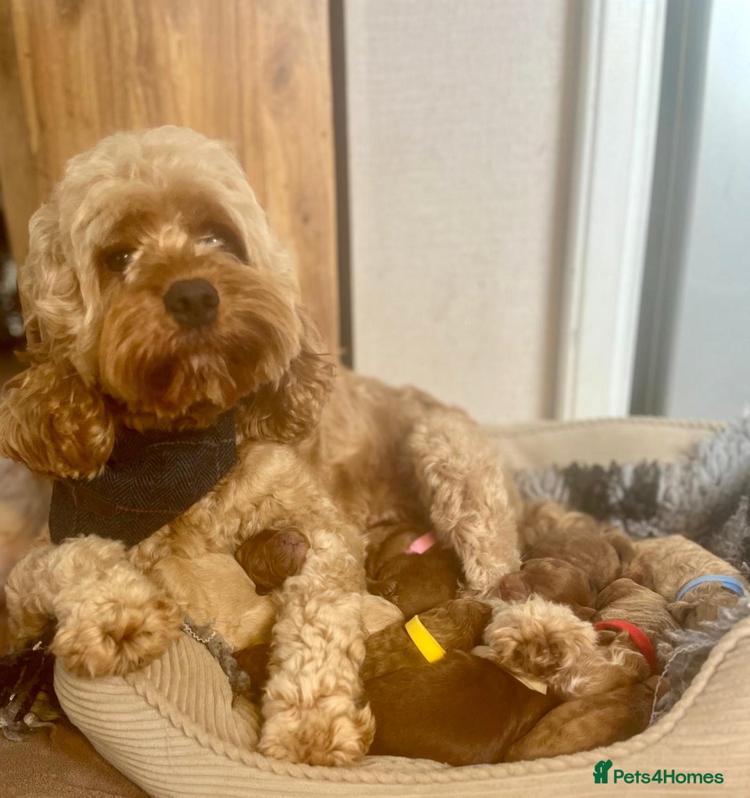 Cavapoo dogs for sale: F1b Toy cavapoo puppies extensively health tested - Image 1