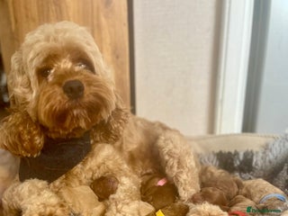 Cavapoo dogs - Advert 2