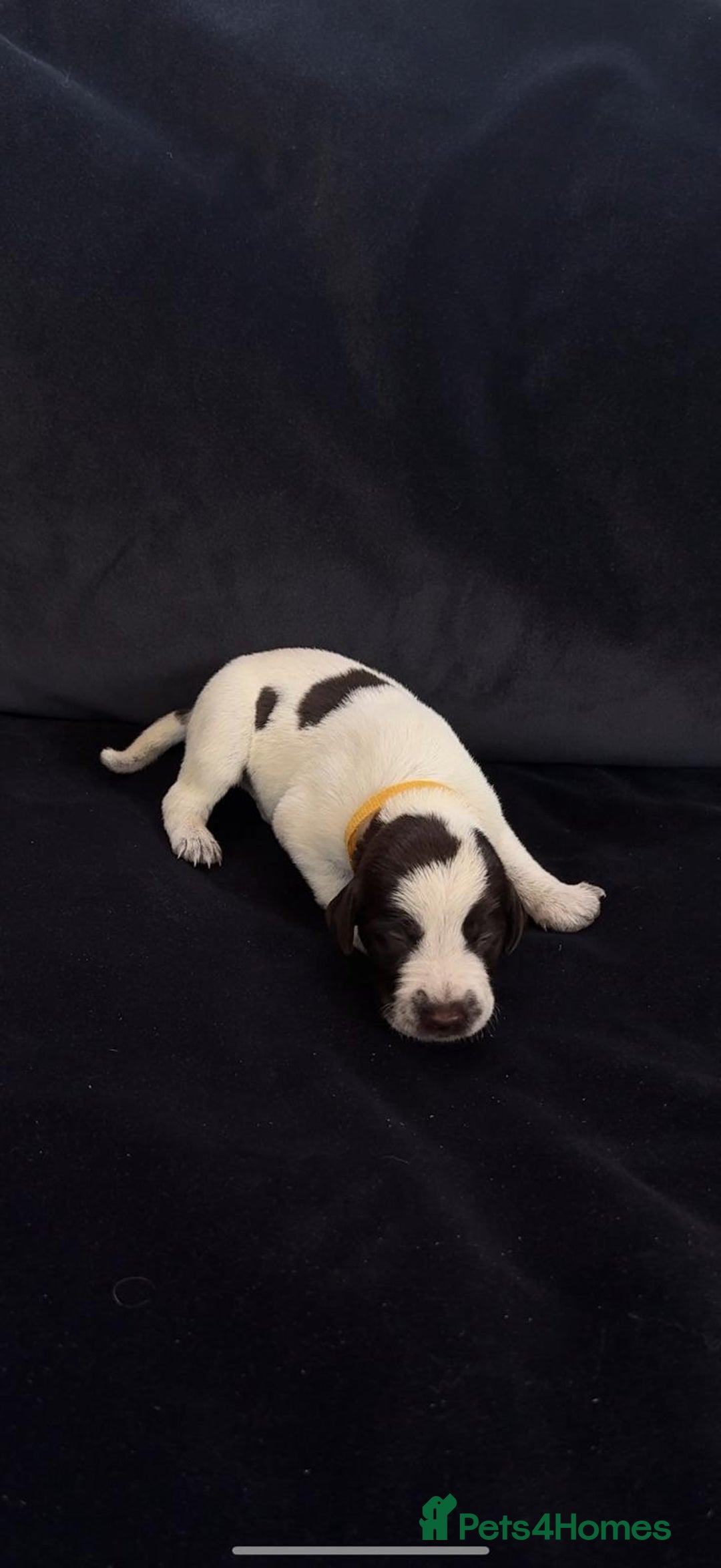 German Wirehaired Pointer dogs for sale: Beautiful GWP's for sale KC Registered - Image 14