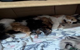 Mixed Breed cats for sale: Beautiful kittens - Image 2