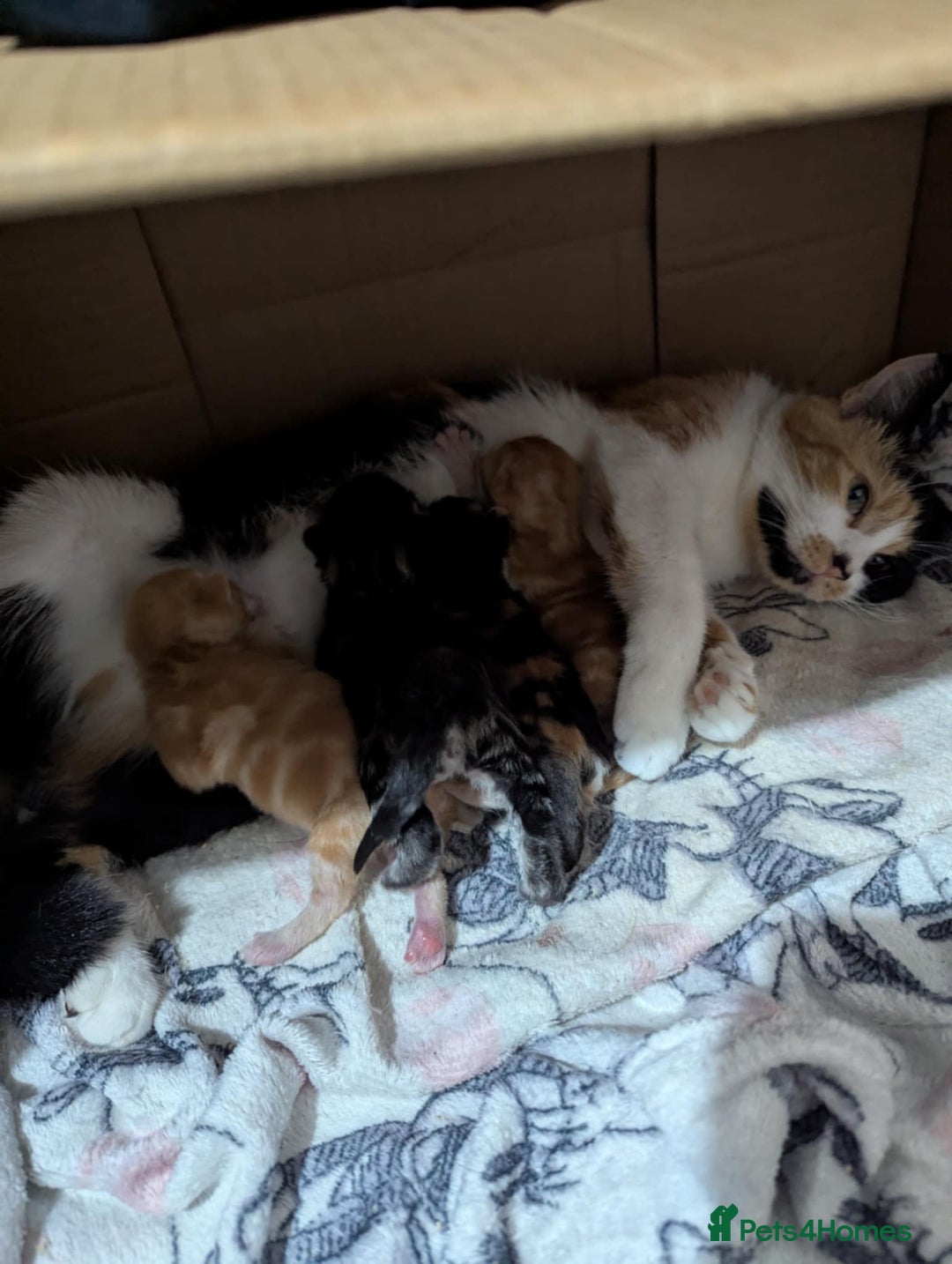 Mixed Breed cats for sale: Beautiful kittens - Image 2