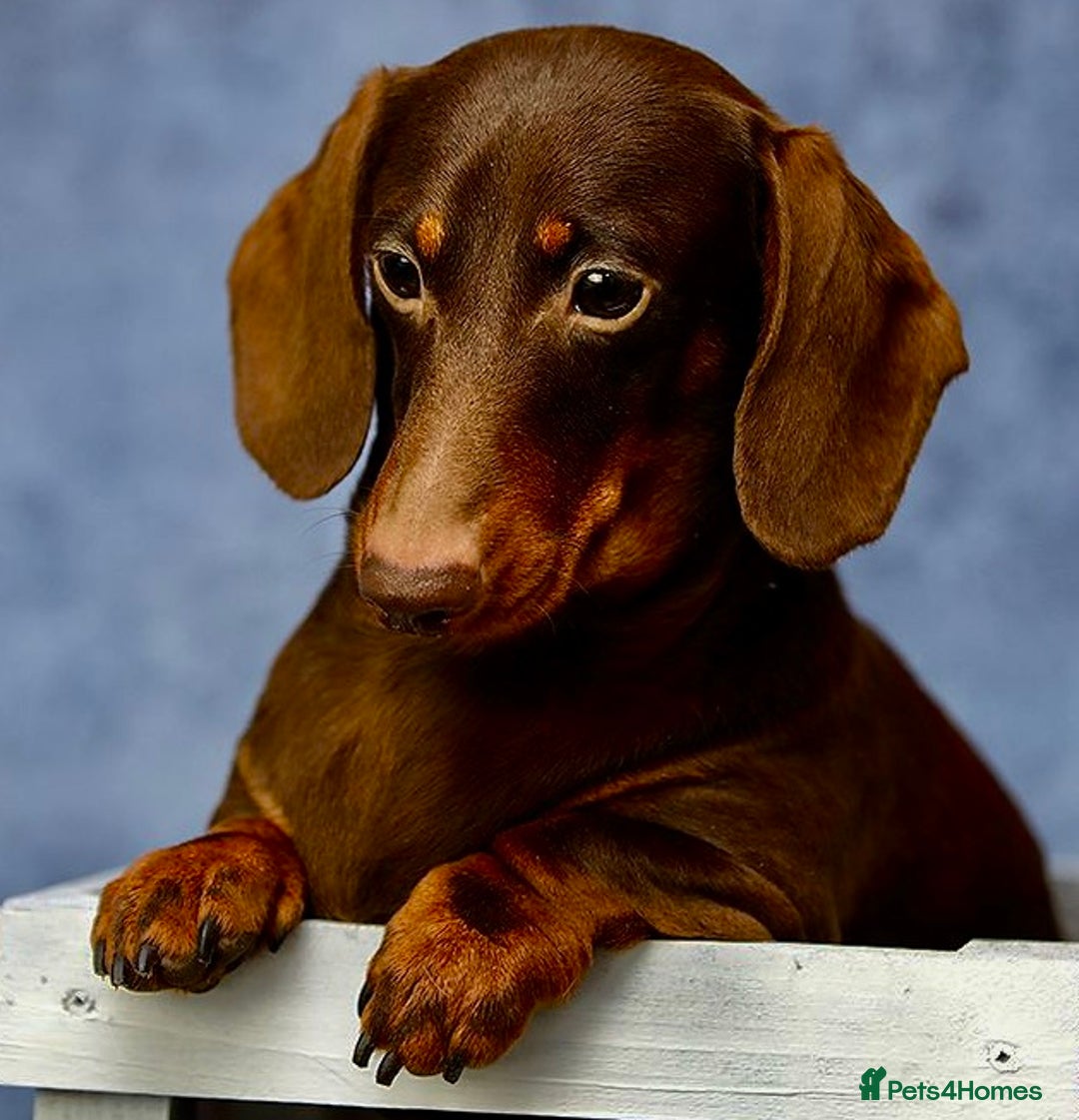 Miniature Dachshund dogs for adoption: Rudi: The Silent Soul Who Survived the Unthinkable - Image 2