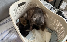 Siberian cats for sale: Pedigree Siberian kittens - Image 4
