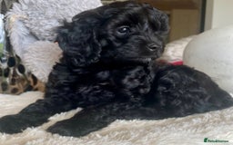 Cavapoo dogs for sale: F1 Cavapoos  - Image 2