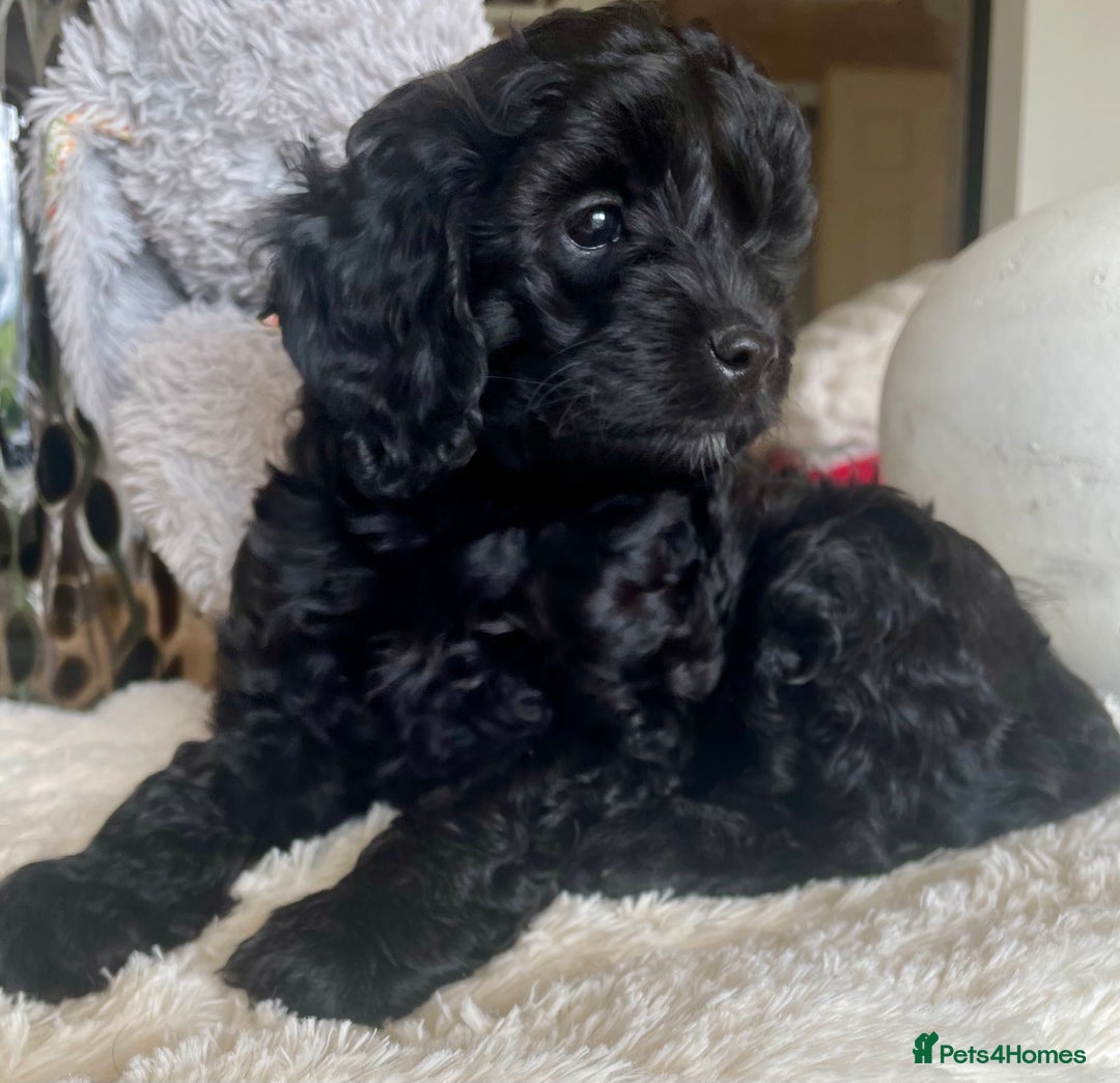 Cavapoo dogs for sale: F1 Cavapoos  - Image 2