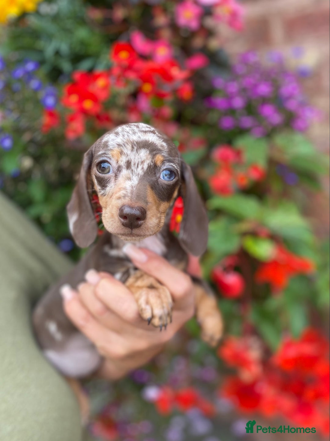 Miniature Dachshund dogs for sale: KC, PRAclear, licensed, health certificates  - Image 14