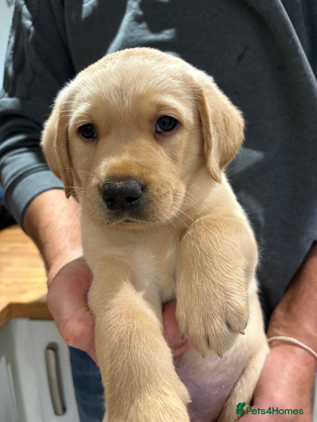 Labrador Retriever dogs for sale: Stunning litter of Labrador puppies - Advert 20