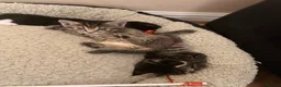 Mixed Breed cats for sale: Kittens for new homes asap in Slough - Advert 5