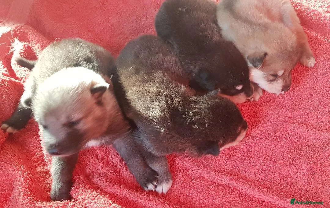 Northern Inuit dogs for sale: RARE BREED TAMASKAN Registered and Embarked - Advert 3