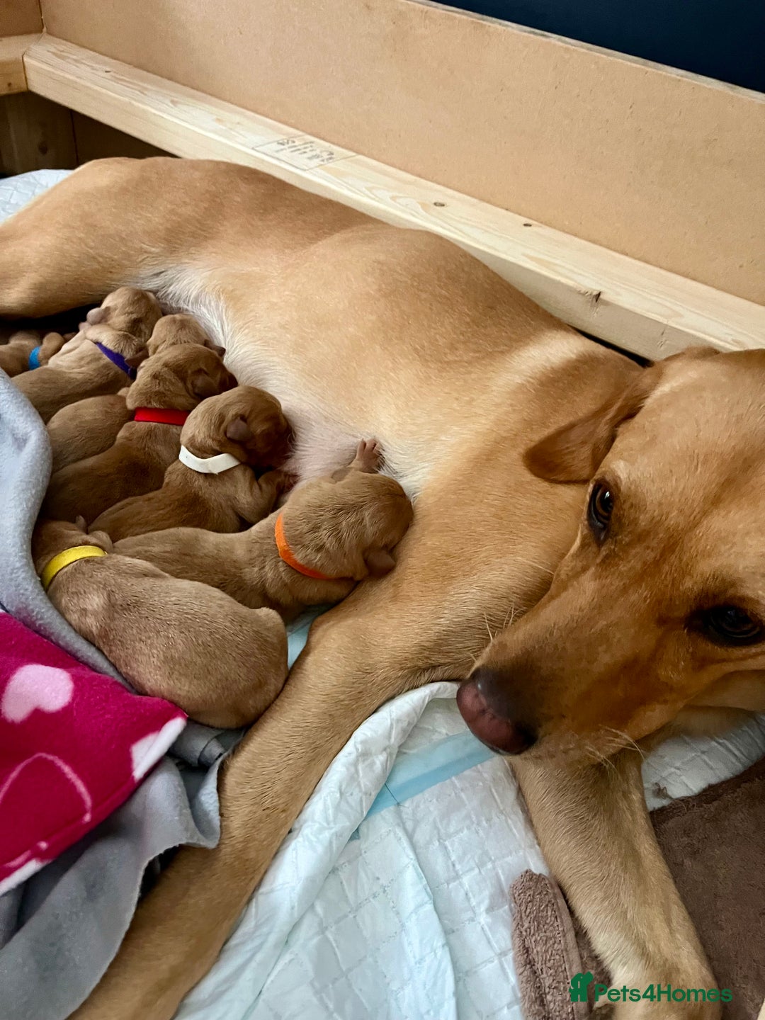 Labrador Retriever dogs for sale: Gorgeous Fox Red Labrador Puppies - Image 10