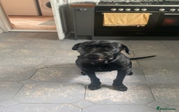 Cane Corso dogs for sale: 5year cane corso female  - Image 3