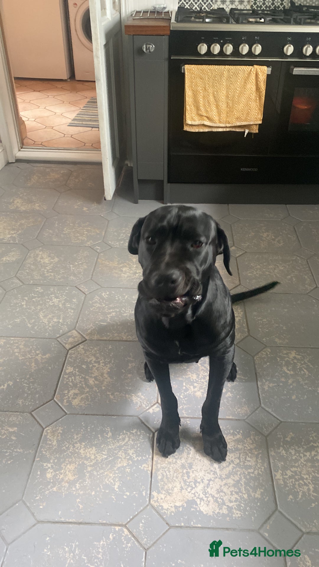 Cane Corso dogs for sale: 5year cane corso female  - Image 3
