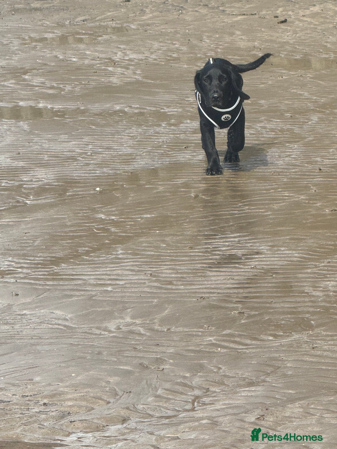 Springador dogs for sale: Milo  - Image 7