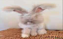 Angora rabbits for sale: Fully Vaccinated Pedigree Angoras  - Image 5