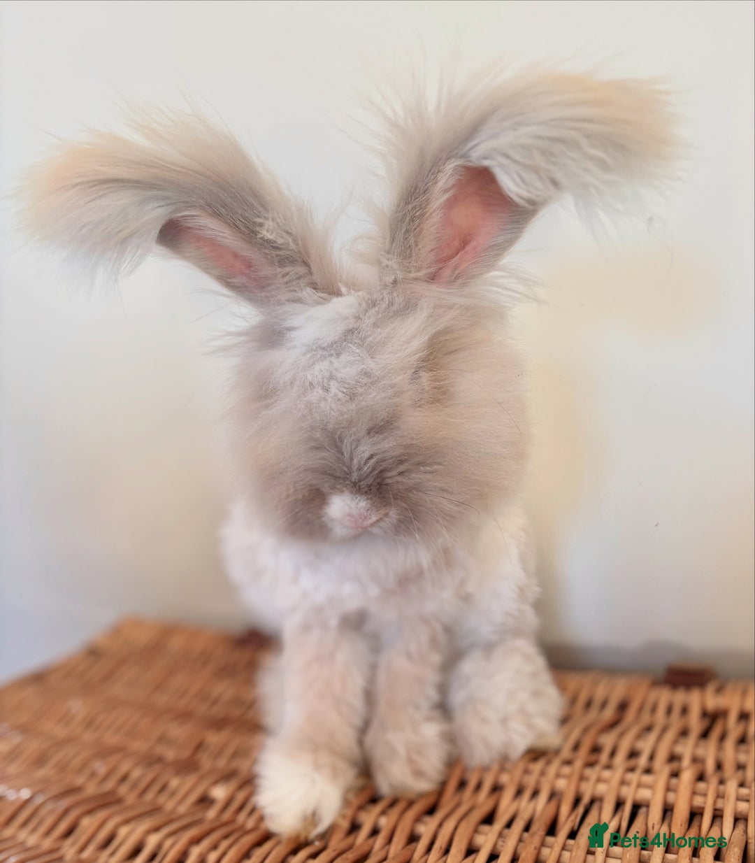 Angora rabbits for sale: Fully Vaccinated Pedigree Angoras  - Image 5