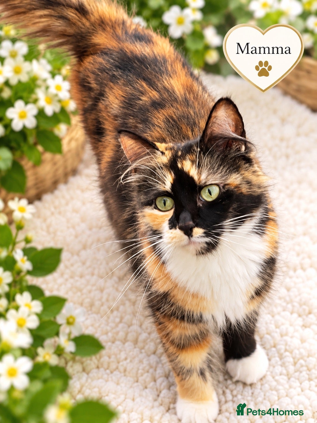 Mixed Breed cats Beautiful,  Kittens Looking for Loving Homes  - Advert 18